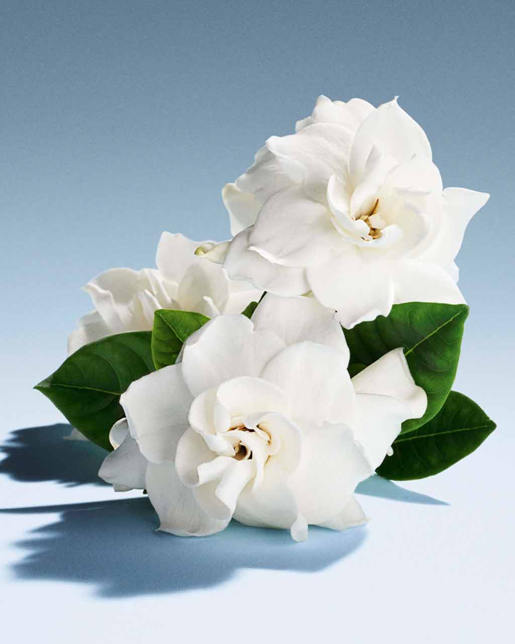 Parfum Miu Miu avec cassettes colorées